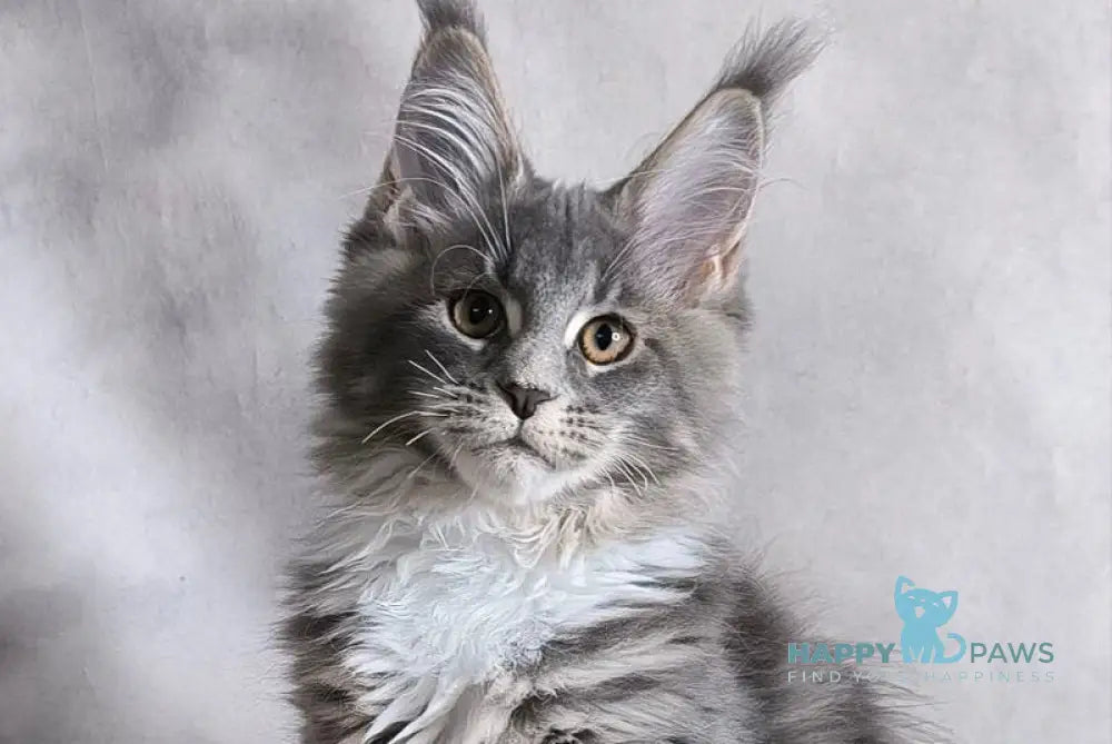 Tsunami Maine Coon female blue silver bicolour tabby live animals