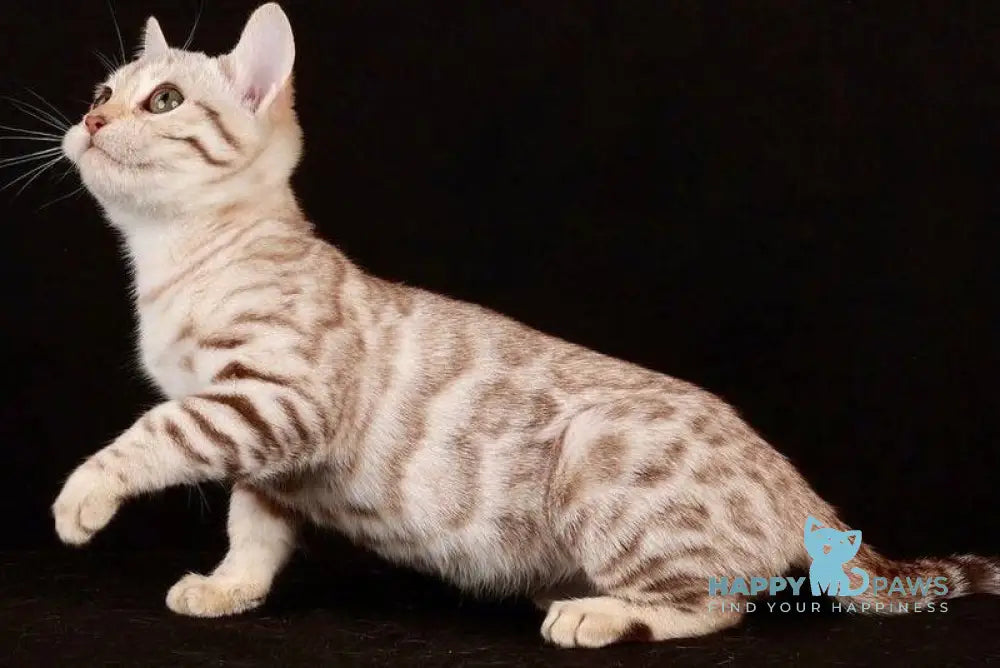 Tuesday Bengal female black spotted tabby pointed live animals