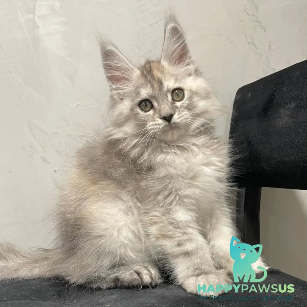 Tuffy Maine Coon polydactyl 5x6x6x6 female black tortie silver - live animals