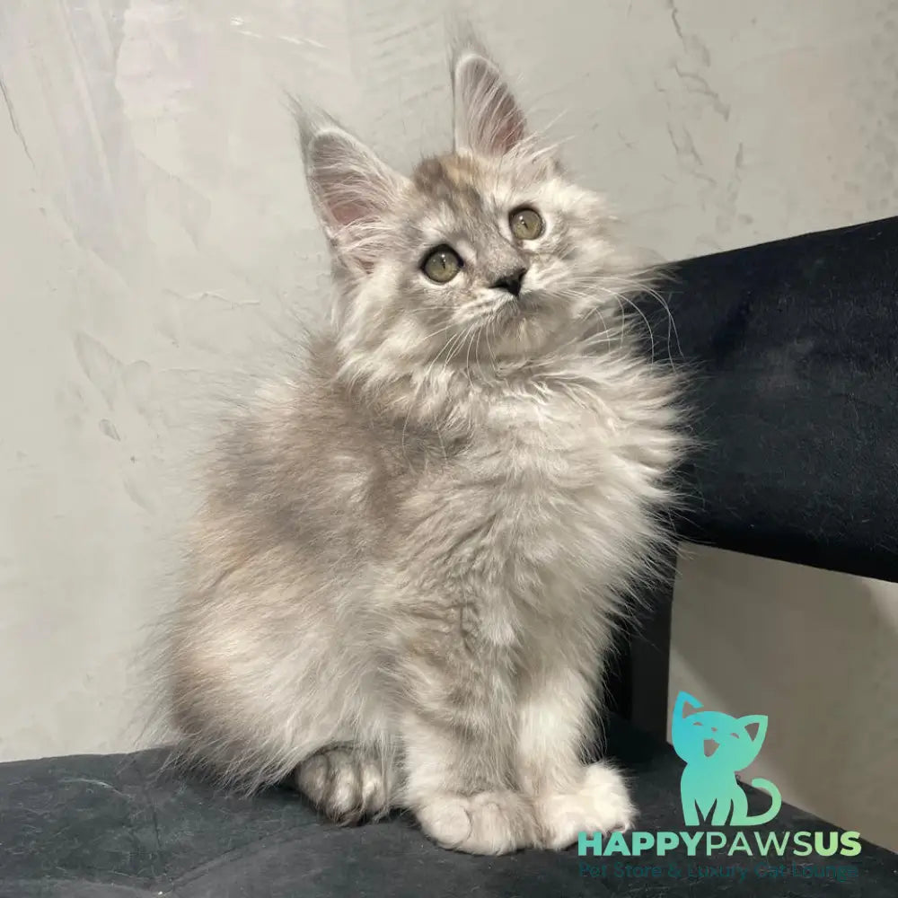Tuffy Maine Coon polydactyl 5x6x6x6 female black tortie silver - live animals
