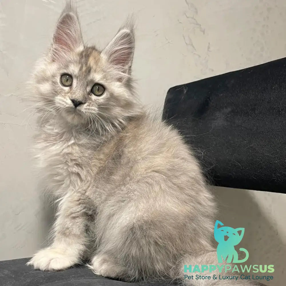 Tuffy Maine Coon polydactyl 5x6x6x6 female black tortie silver - live animals