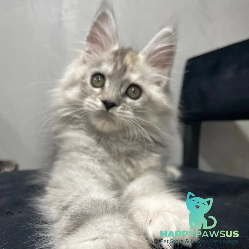Tuffy Maine Coon polydactyl 5x6x6x6 female black tortie silver - live animals