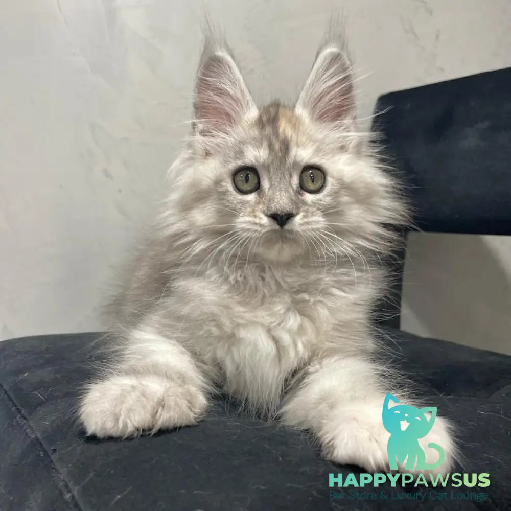 Tuffy Maine Coon polydactyl 5x6x6x6 female black tortie silver - live animals
