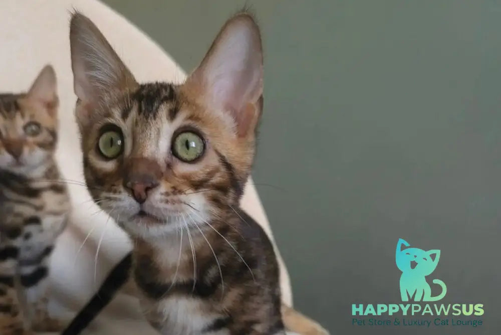 Tulip Bengal male black spotted tabby - live animals