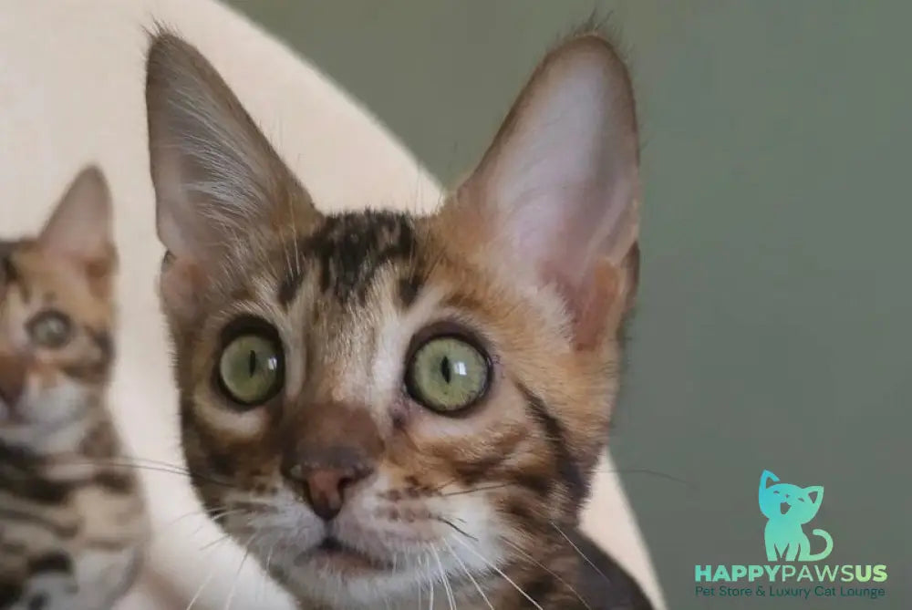 Тulip Bengal male black spotted tabby - live animals