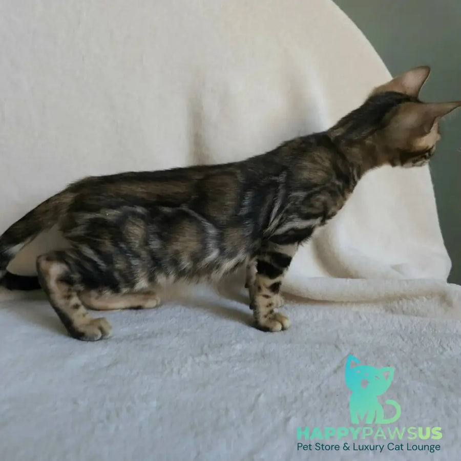 Tulip Bengal male black spotted tabby - live animals