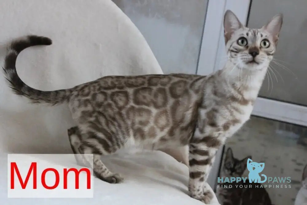 Тulip Bengal male black spotted tabby - live animals
