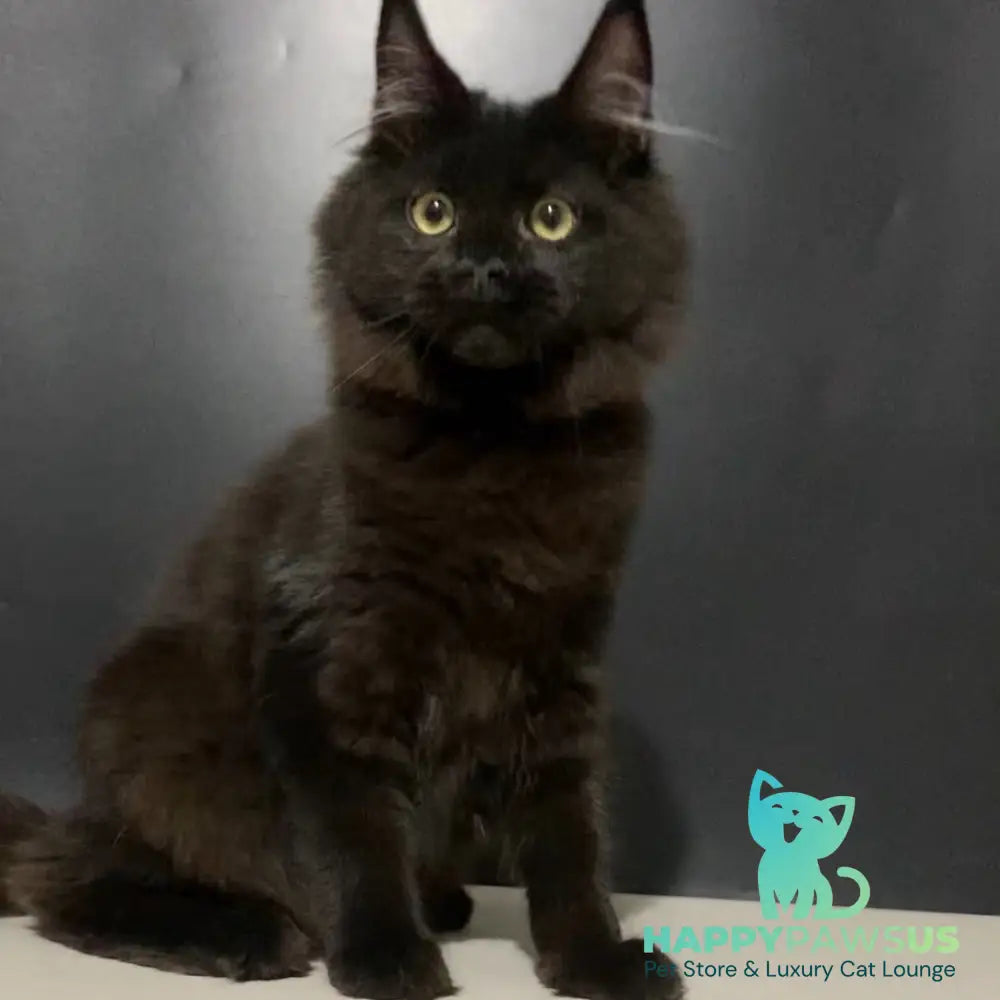 Tuluza Maine Coon female black - live animals