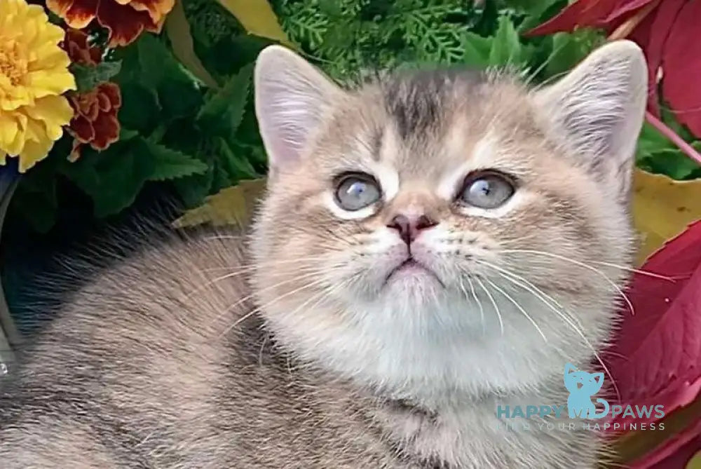 Tutsi British Shorthair female black tortie ticked tabby live animals