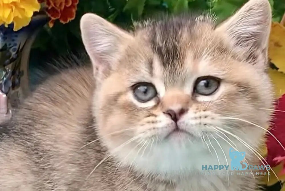 Tutsi British Shorthair female black tortie ticked tabby live animals