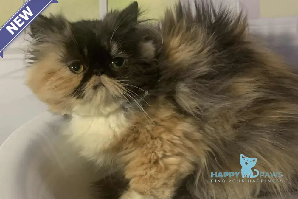 Tutsi Persian female black tortie bicolour live animals