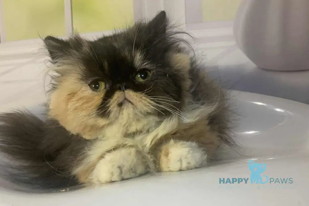 Tutsi Persian female black tortie bicolour live animals