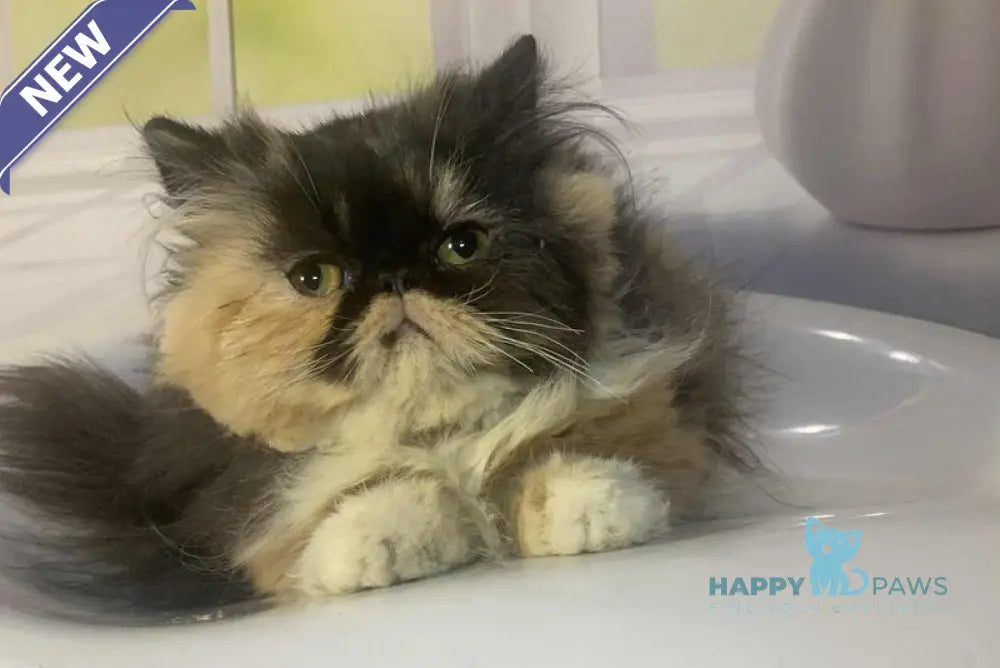 Tutsi Persian female black tortie bicolour live animals