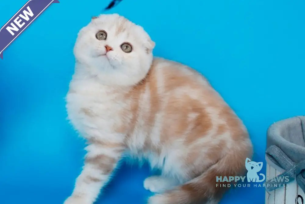 Tutsy Scottish Fold female cinnamon tortie silver tabby live animals