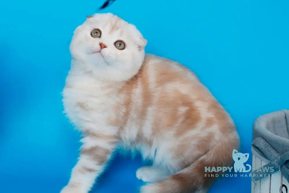 Tutsy Scottish Fold female cinnamon tortie silver tabby live animals