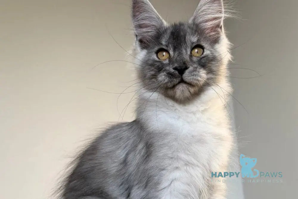 Tutta Larsen Maine Coon female black silver - live animals