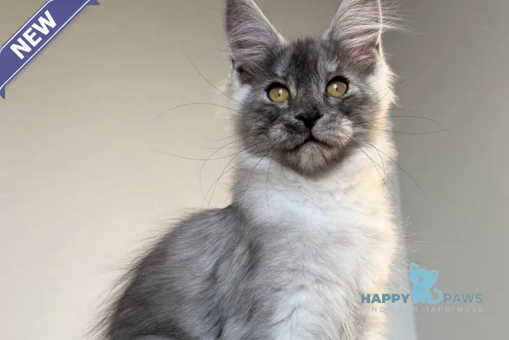 Tutta Larsen Maine Coon female black silver - live animals