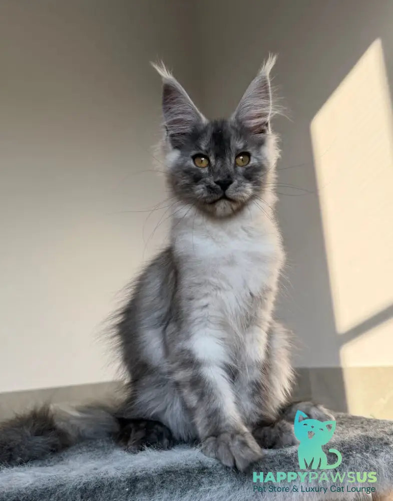 Tutta Larsen Maine Coon female black silver - live animals