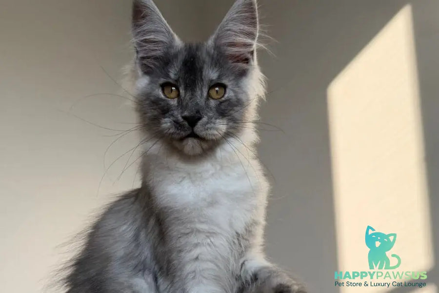 Tutta Larsen Maine Coon female black silver - live animals