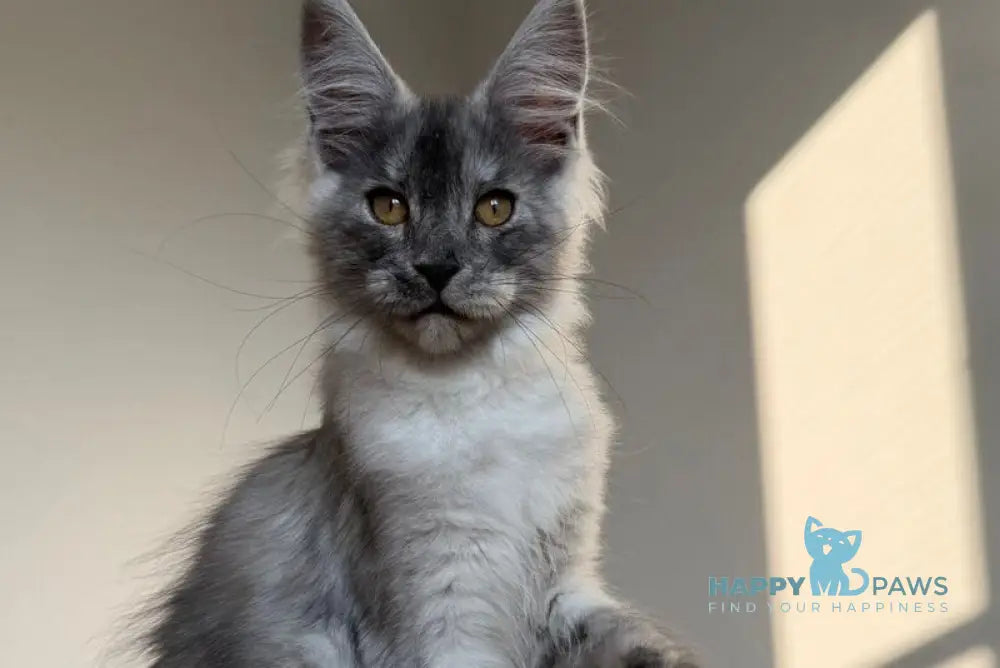 Tutta Larsen Maine Coon female black silver - live animals