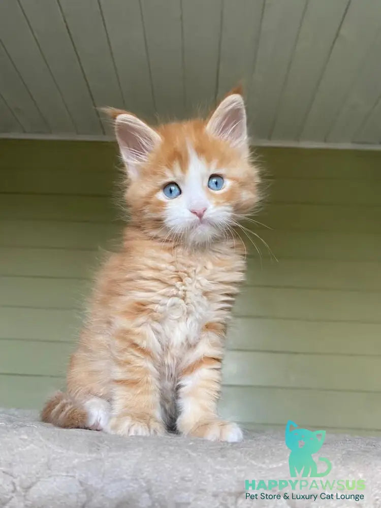 Tutti Frutti Maine Coon male red tabby with white - live animals