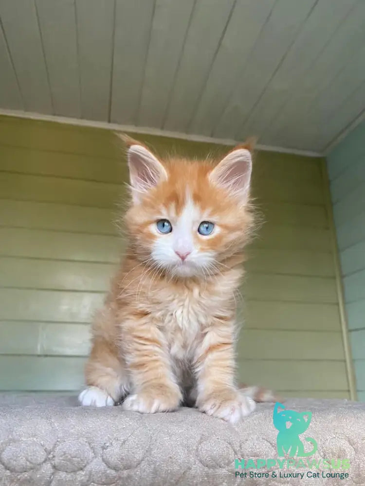Tutti Frutti Maine Coon male red tabby with white - live animals