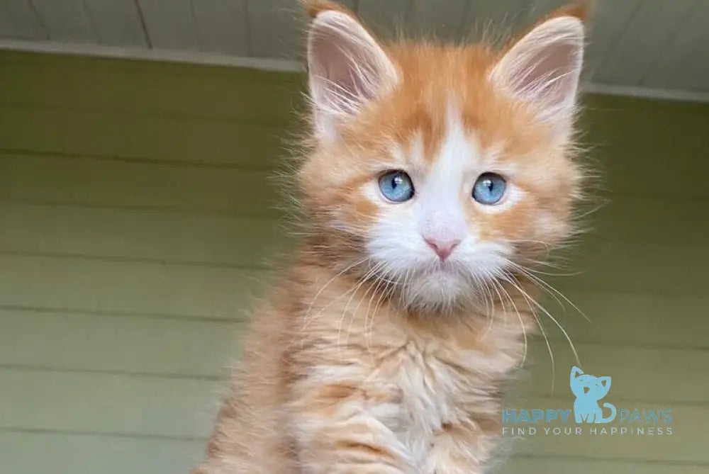 Tutti Frutti Maine Coon male red tabby with white - live animals