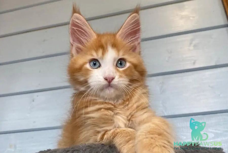Tutti Frutti Maine Coon male red tabby with white - live animals