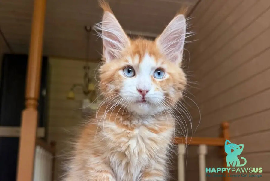 Tutti Frutti Maine Coon male red tabby with white - live animals