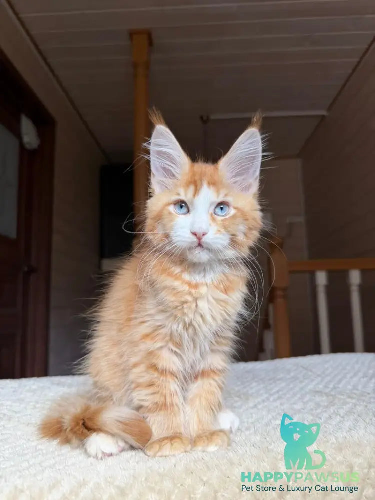 Tutti Frutti Maine Coon male red tabby with white - live animals
