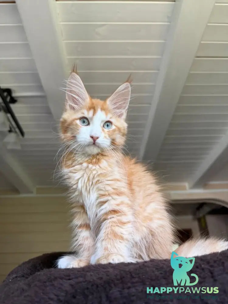Tutti Frutti Maine Coon male red tabby with white - live animals
