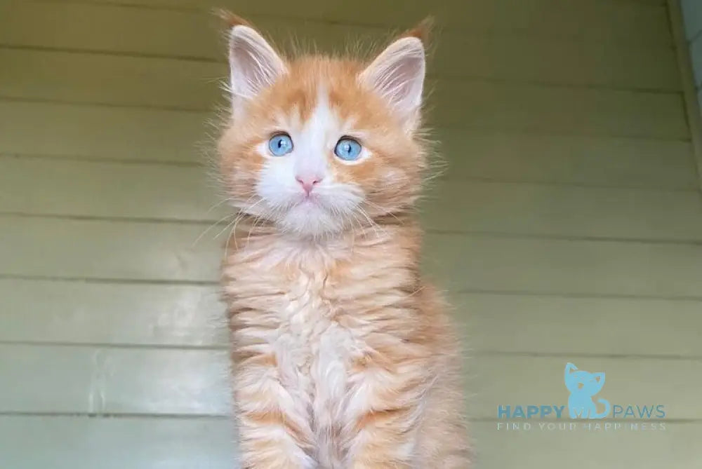 Tutti Frutti Maine Coon male red tabby with white - live animals