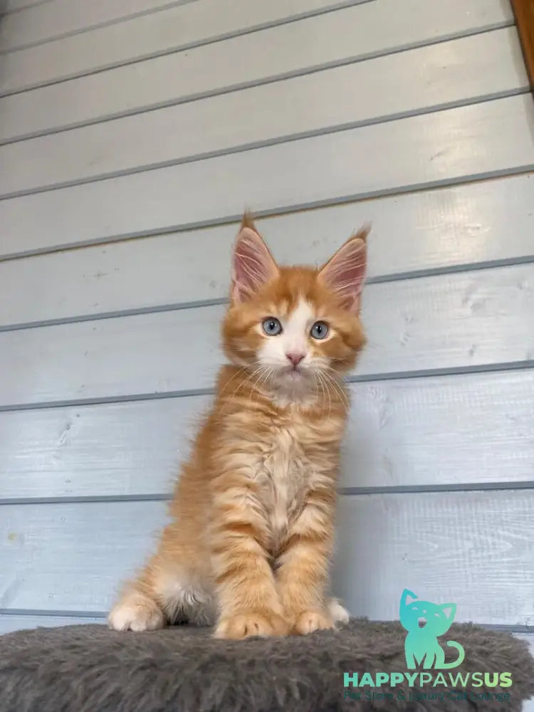 Tutti Frutti Maine Coon male red tabby with white - live animals