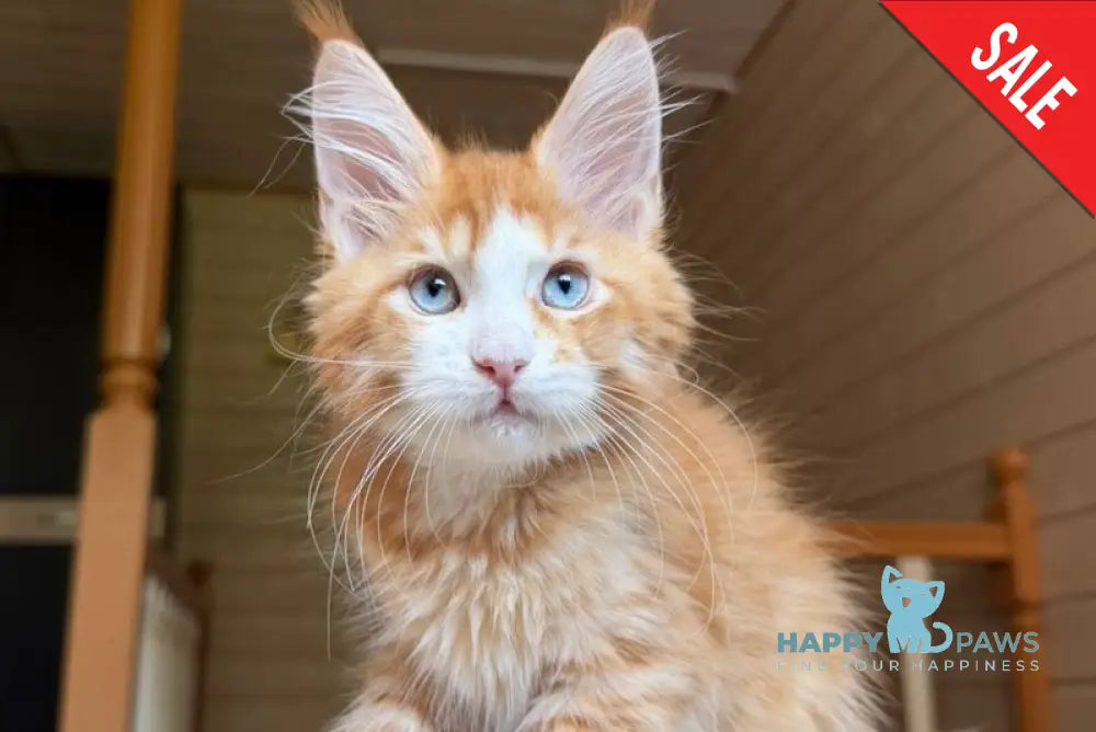 Tutti Frutti Maine Coon male red tabby with white - live animals