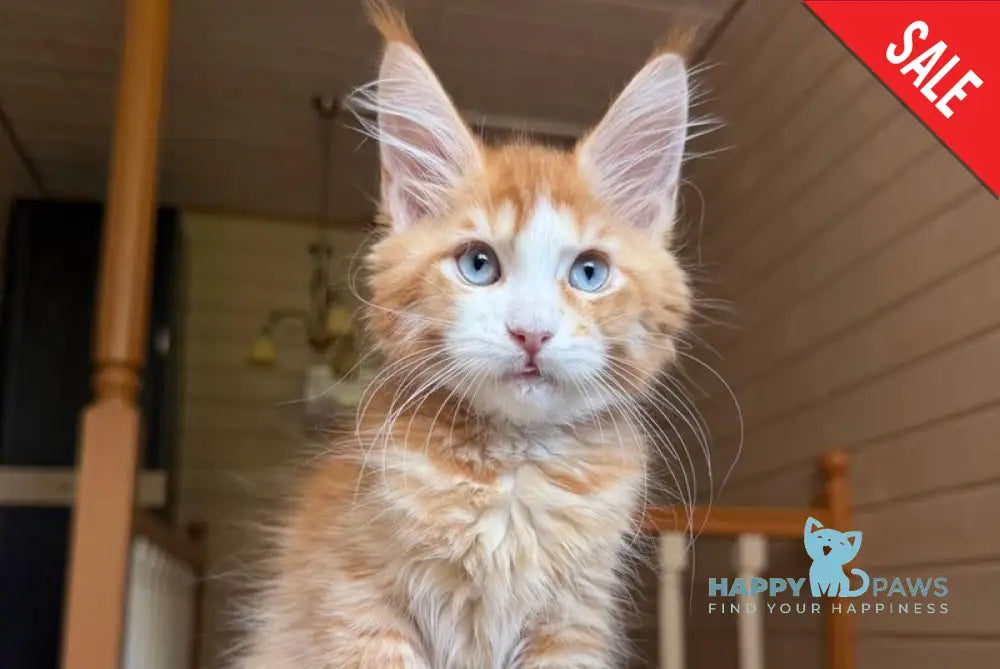 Tutti Frutti Maine Coon male red tabby with white - live animals
