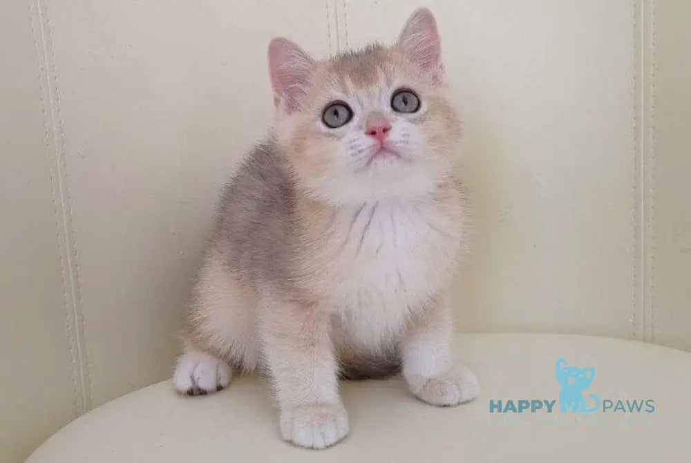 Twic British Shorthair male blue golden chinchilla live animals