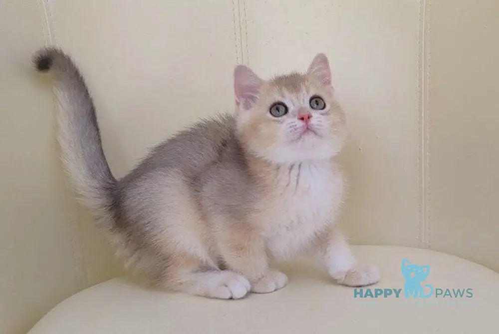 Twic British Shorthair male blue golden chinchilla live animals