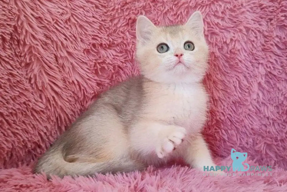 Twit British Shorthair male blue golden chinchilla live animals
