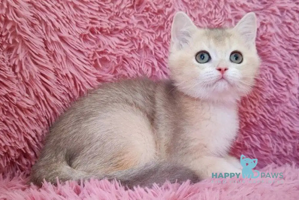 Twit British Shorthair male blue golden chinchilla live animals