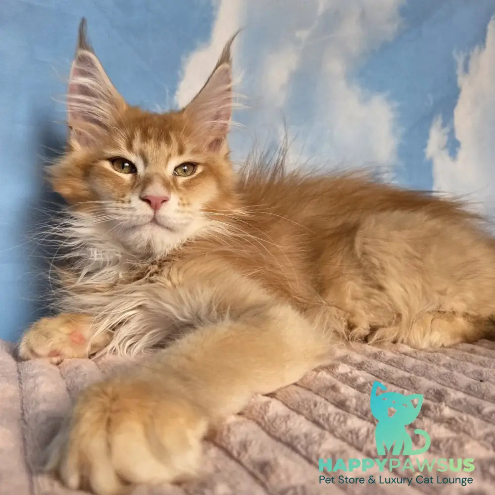Twix Maine Coon male red ticked tabby - live animals