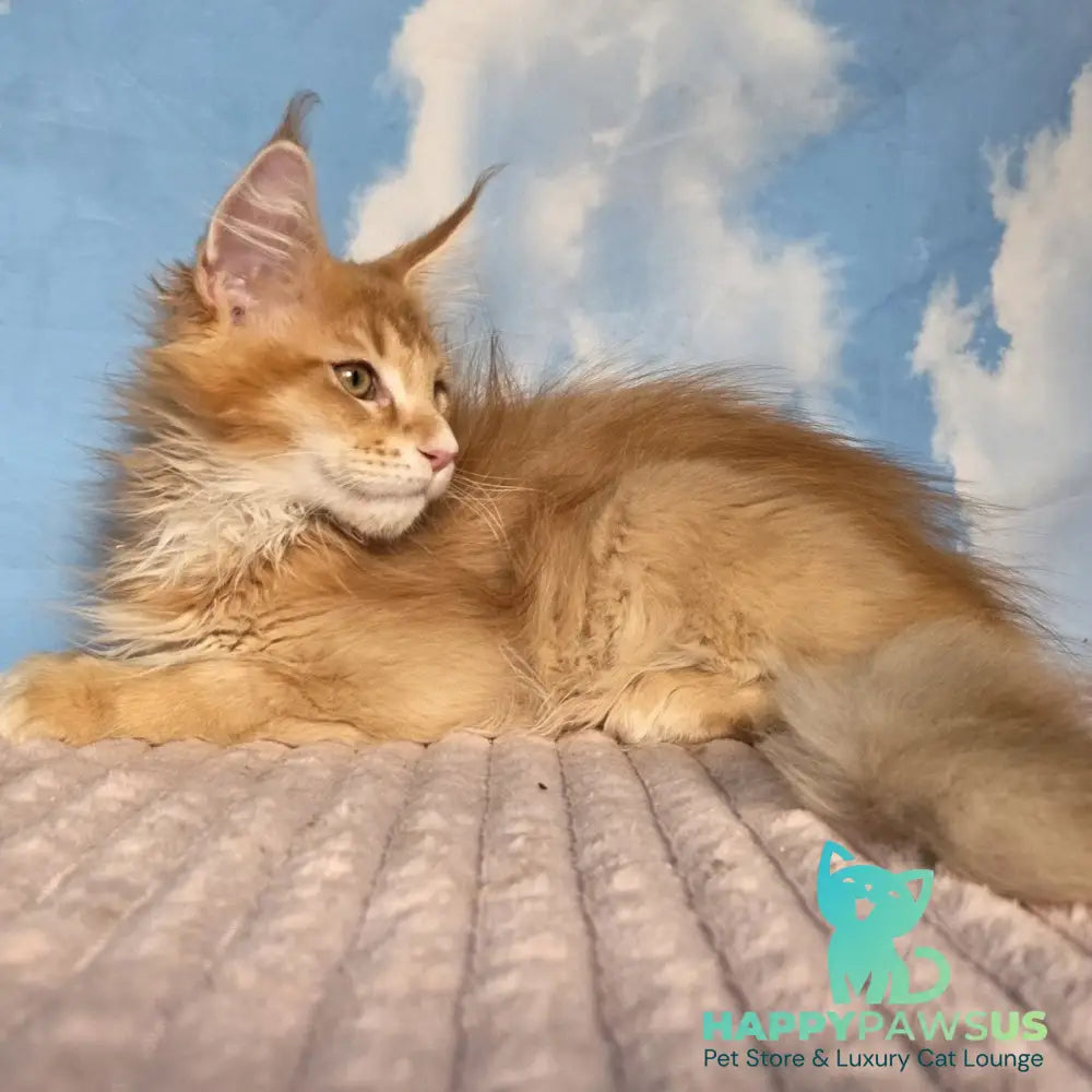 Twix Maine Coon male red ticked tabby - live animals