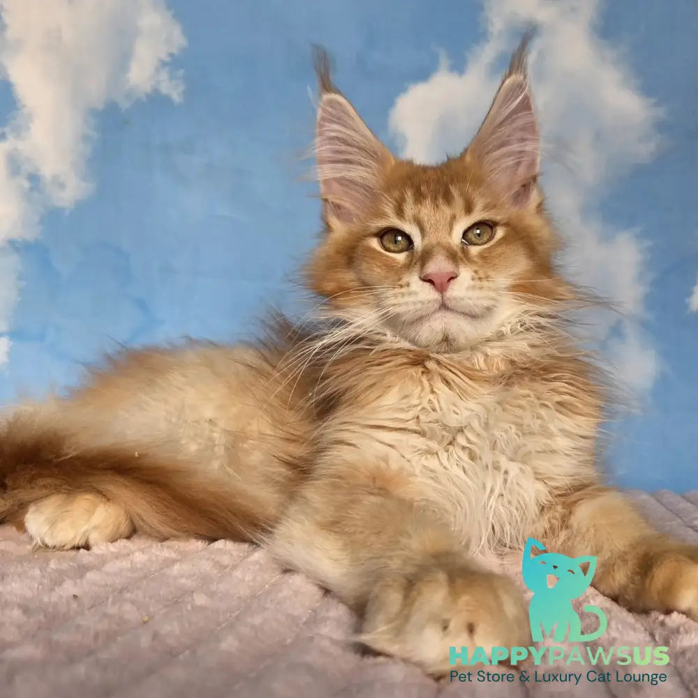 Twix Maine Coon male red ticked tabby - live animals