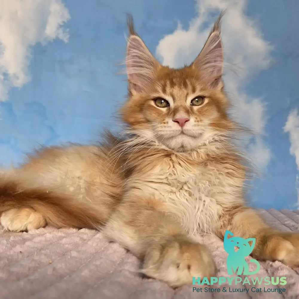 Twix Maine Coon male red ticked tabby - live animals