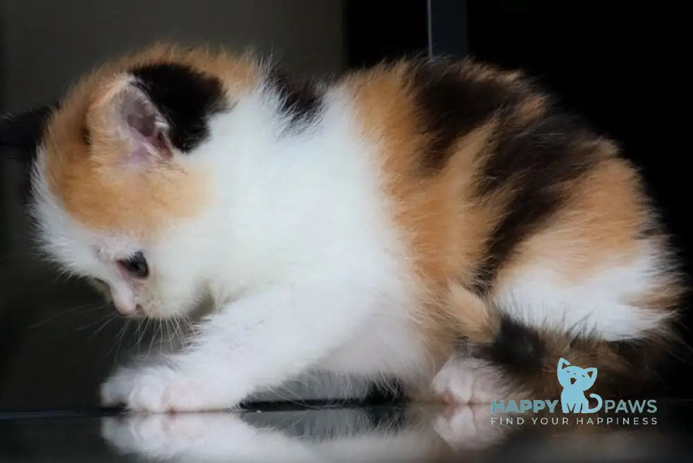 Twix Scottish Straight female black tortie bicolour - live animals