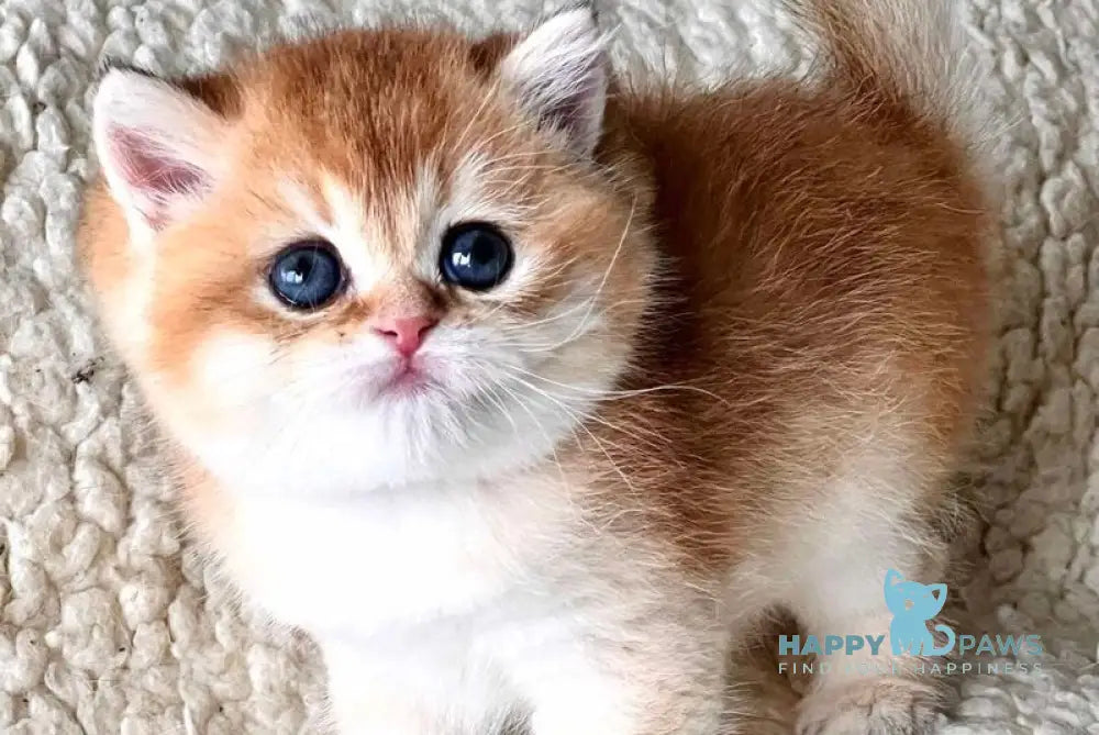 Tyema British Shorthair male black golden shaded live animals