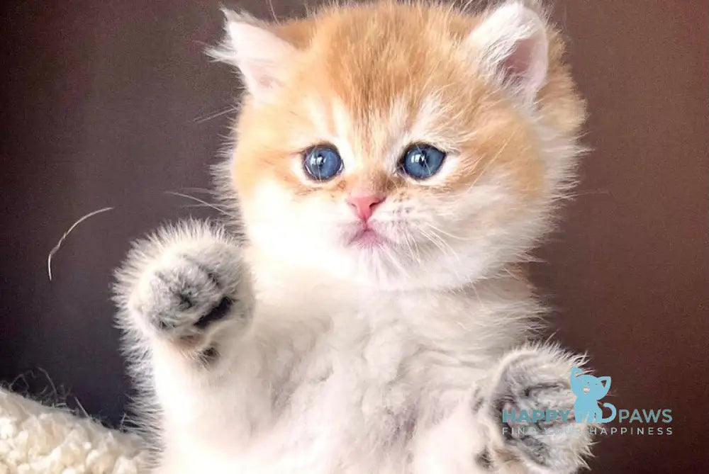 Tyema British Shorthair male black golden shaded live animals