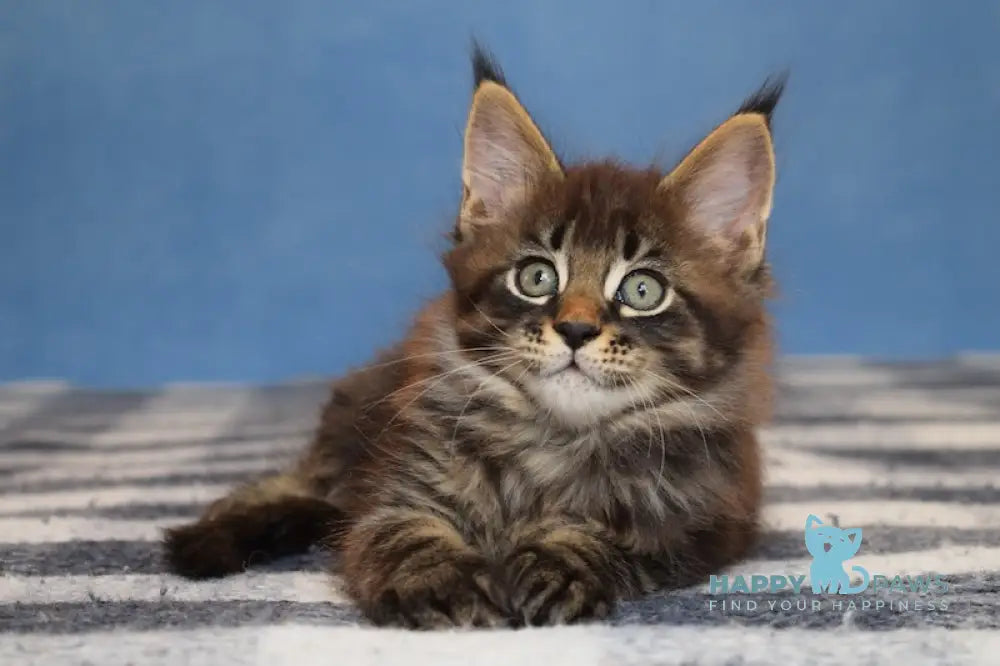 Tyson Maine Coon male black tabby live animals