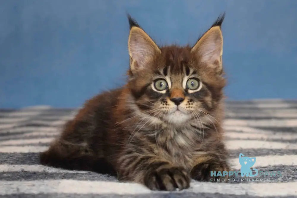 Tyson Maine Coon male black tabby live animals