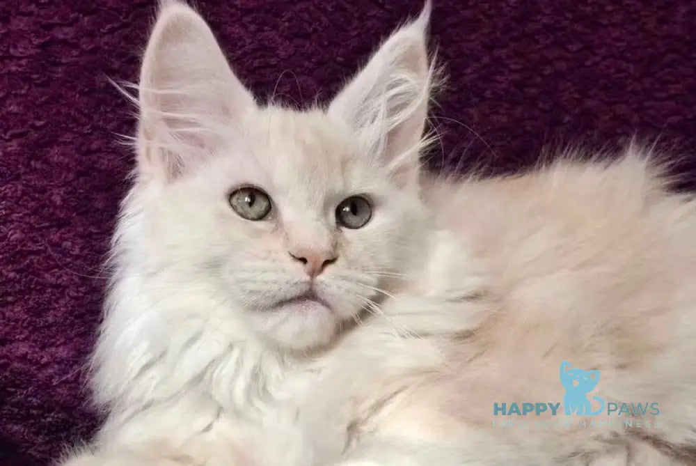 Tyson Maine Coon male red silver live animals