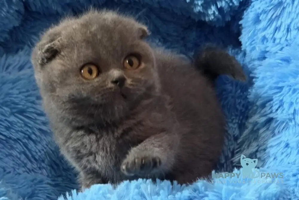 Tyson Scottish Fold male blue - live animals